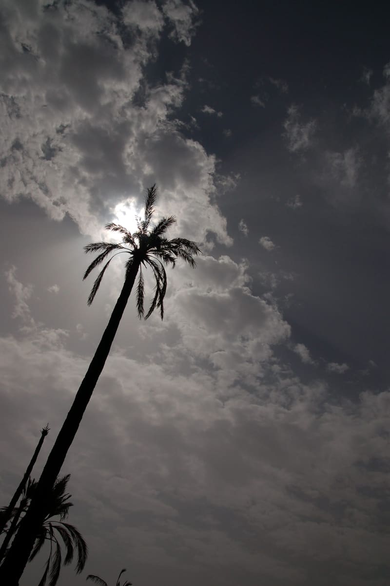 Palmeraie, Marrakech